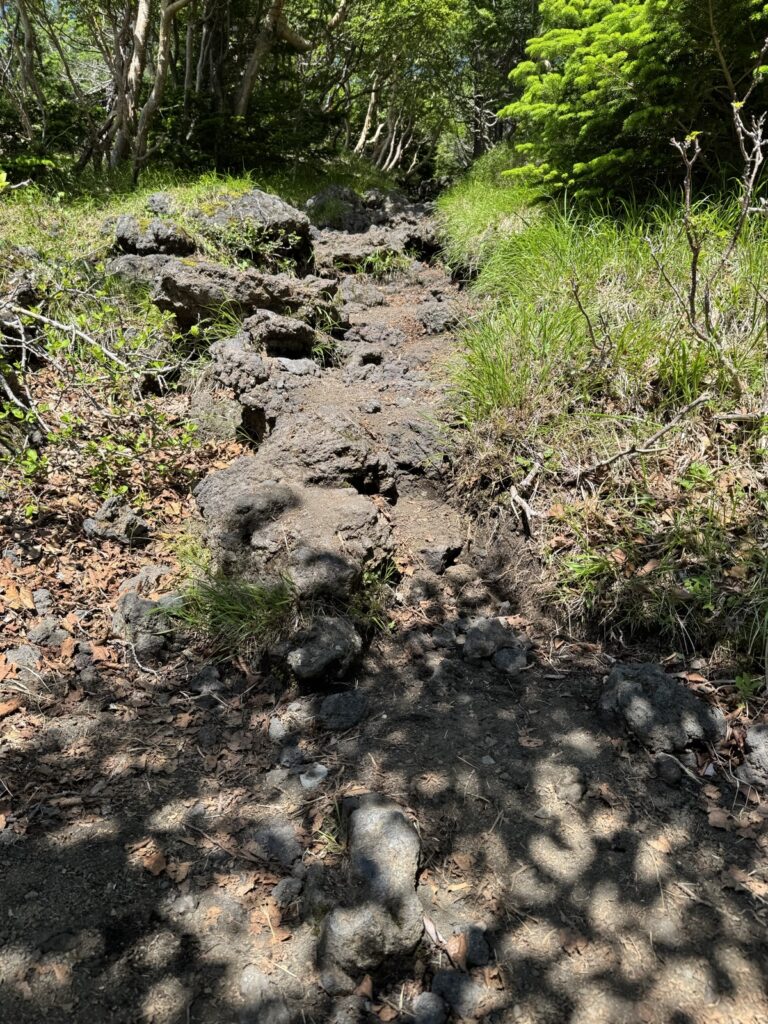 須走ルート 五合目付近の樹林帯の登山道